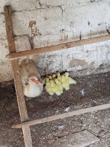 qaz ördək satışı: Lal ordek balalari. Bir gunlukdurler. Biri 3.50 azn. 9 baladir