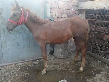 кони самка: Продаю | Жеребец — 7