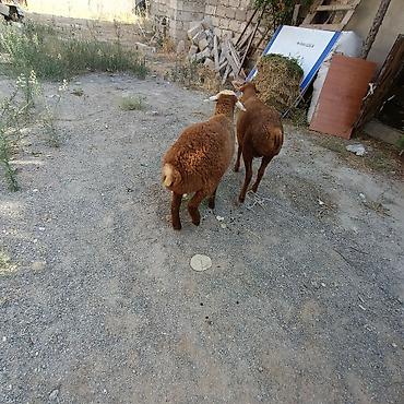 alabay satisi: Salam hervaxdz xeyir iki baş sag Erkey saglmlk quzu satışa çıxdı — 1