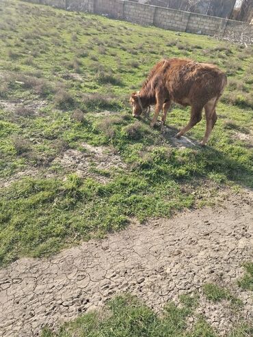 pişiy satışı: Erkey danalar satılır ikiside erkəydi lar yeyimcil danalardi öz qapı