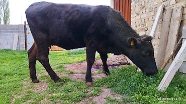 Коровы, быки: Продаю | Бык (самец) | На откорм — 2