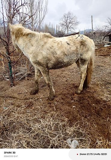 Лошади, кони: Продаю | Кобыла (самка) | Рабочий — 10