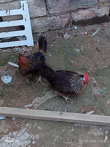 cucelerin satisi: Məişət təsərrüfatı üçün toyuqlar - Şəkillərdə müxtəlif rəngli kənd — 2