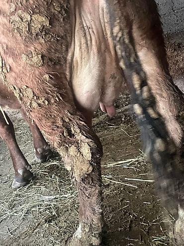 Коровы, быки: Продаю | Корова (самка) | Для молока — 14