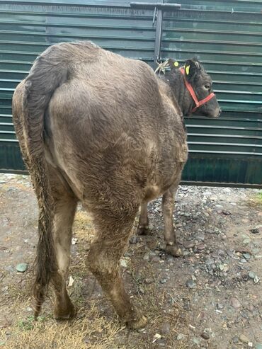 молочные оборудование: Продаю | Тёлка | На откорм | Привязанные