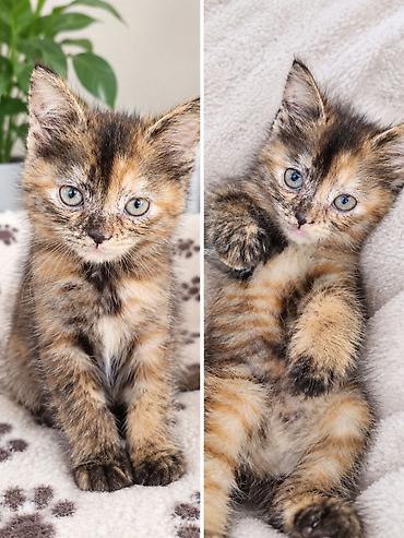 кошка бишкек: 3 месяца, Девочка — 1