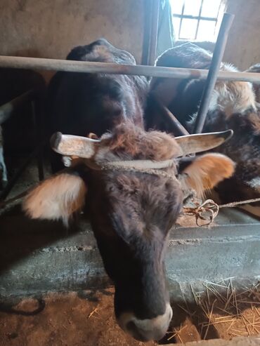Коровы, быки: Продаю | Бык (самец) | На откорм | Привязанные — 8