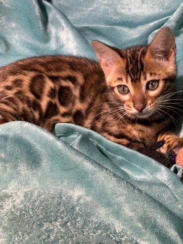 Продажа кошек: Бенгальская, 2 месяца, Девочка, Шоколадный, Приучена к лотку, Проглистована, С документами — 23