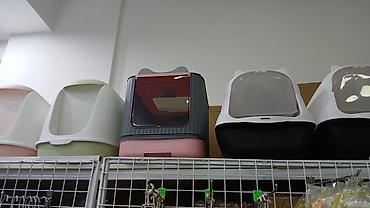 Pişiklər: Erkək, Pulsuz çatdırılma — 13