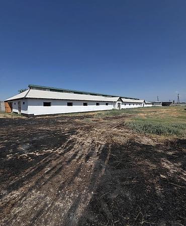 Продажа сельхоз предприятий: Кошара, 40 соток, Действующий, Частично с оборудованием, Электричество, Скважина, Холодная вода — 10