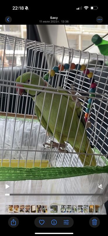 ineklerin satisi: Tutuquşu ojereloviy. 1 ildi alınıb, sadəcə vaxt yoxdur baxmağa deyə