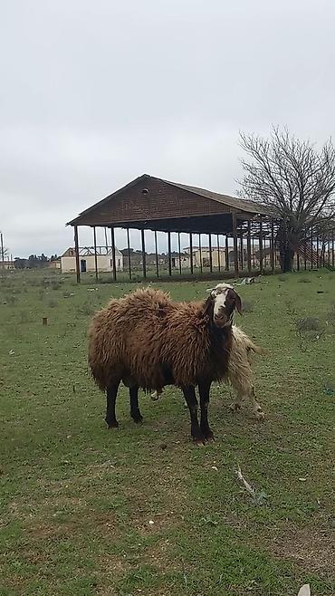 Mal-qara: Qoyun satılır – yerli qara başlı, qəhvəyi yunlu sürü heyvanı - — 1