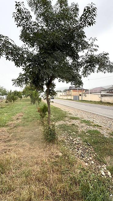 bülbülə torpaq: 11 sot, Biznes üçün, Mülkiyyətçi, Kupça (Çıxarış) — 3