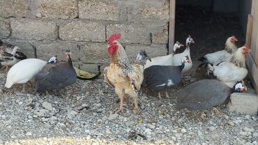 Pişiklər: Satılır həyət şəraitində saxlanılan serebristıy toyuqları (1 illik), 1
