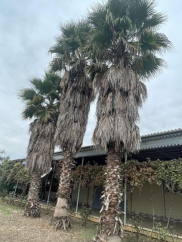palm angels: Palma wasinqton istənilən fəslində əkilir zəmanət verilir dərmanlanir — 2