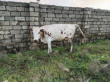 Mal-qara: Süd yönümlü inək – ləkəli ağ-qəhvəyi rəngdə, orta-böyük bədən — 1