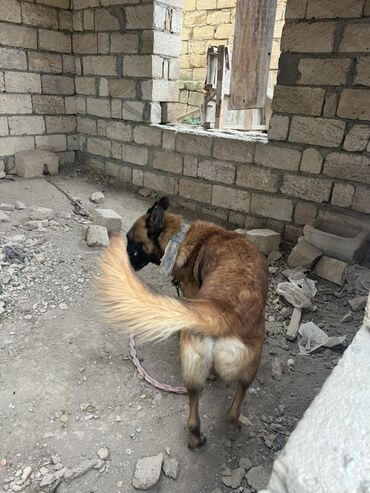 İtlər: Belçika çoban iti, 2 il, Erkek, Peyvəndli — 25