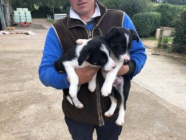 Border Collie puppies Black and White tricolor Border Collie puppies
