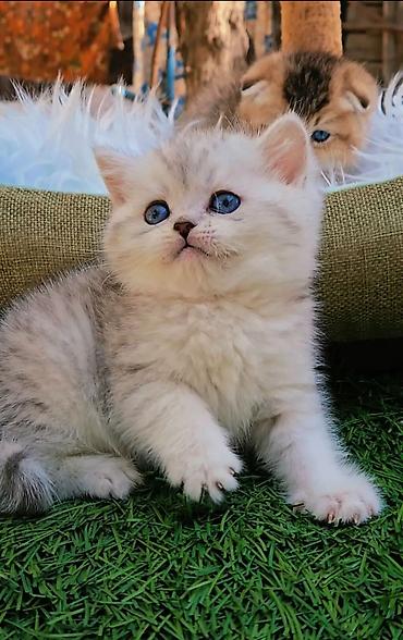 продам вислоухих котят: Шотландские чистопородные котята. Скоттиш фолд и страйт. Ласковые — 6