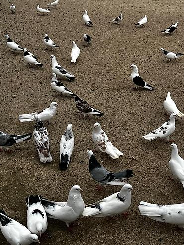 ağ quyruqlar: Ev göyərçinləri – dekorativ və uçuş üçün - Növ: müxtəlif dekorativ və — 1