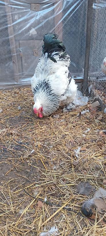 Toyuqlar: Toyuq, Brama, Damazlıq — 11