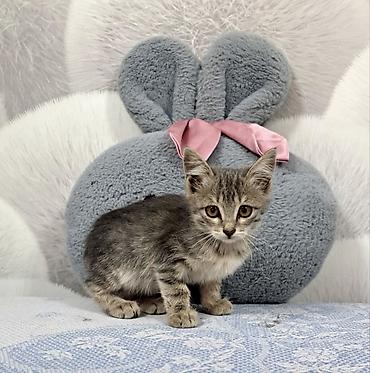 кошка домашный: Кошка даром: Беспородная, 3 месяца, Мальчик — 1