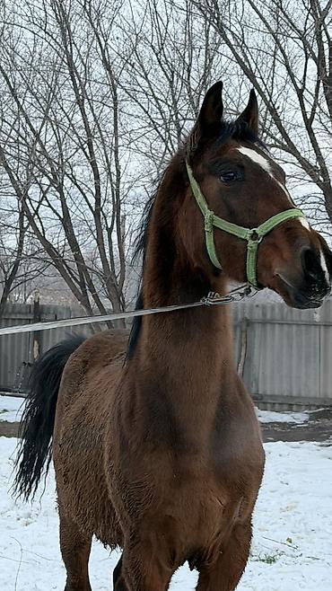 Лошади, кони: Продаю | Жеребец | Для разведения — 6