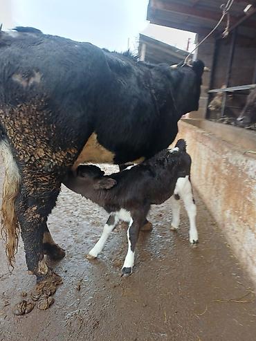 Коровы, быки: Продаю | Корова (самка) | Голштин | Для молока | После отела — 8