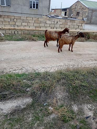 sirin it sekilleri: Məhsul: Yerli keçilər (erkək və dişi) Təsvir: - Şəkillərdə uzun — 2