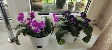 Другие комнатные растения: Продам стрептокарпусы,не прихотливы цветут часто.каждый за 400