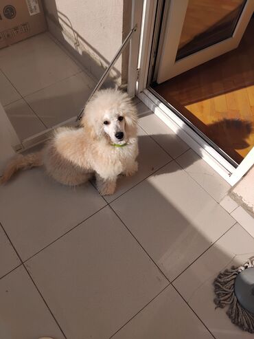 İtlər: Pudel — 16