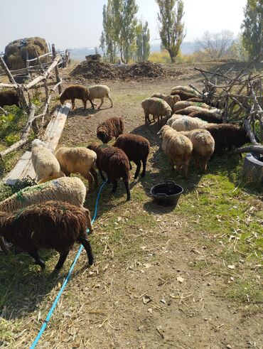 исык кол: Продаю | Овца (самка), Ягненок, Баран (самец) | Полукровка, Эдильбаевская | Для разведения