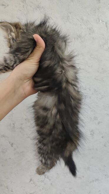 Pişiklər: Britan, Dişi, Yaxşı əllərə, Ödənişli çatdırılma — 8