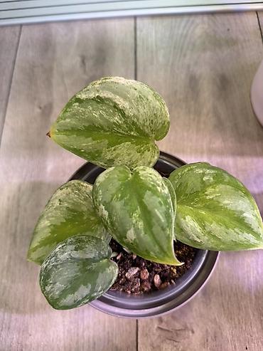 Эпипремнумы и сциндапсусы: Сциндапсус (Epipremnum/Scindapsus) вариегатный в горшке. Особенности — 23