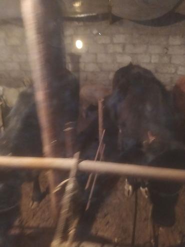 Dana, buzov: Satılır: Qara rəngli danalar - Növ: iri buynuzlu heyvan (dana) - -da lalafo.az — 2 Dana, buzov: Satılır: Qara rəngli danalar - Növ: iri buynuzlu heyvan (dana) - — 2