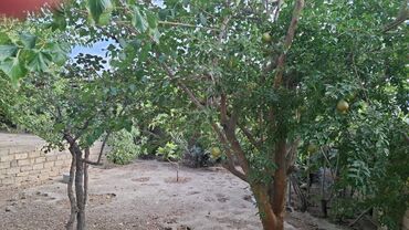 Uzunmüddətli kirayə evlər: 50 kv. m, 1 otaqlı, Kanalizasiya, Qaz, Su -da lalafo.az — 2 Uzunmüddətli kirayə evlər: 50 kv. m, 1 otaqlı, Kanalizasiya, Qaz, Su — 2