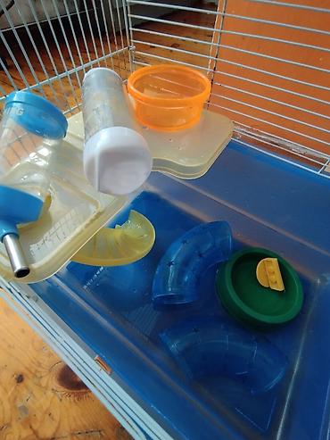 Gəmiricilər: Hamster,qus qəfəsidir.təcili satılır deyə ucuz satıram və 1cə parçası — 2