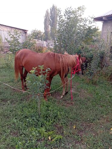 срочно продаю в связи с переездом: Продаю | Кобыла (самка)