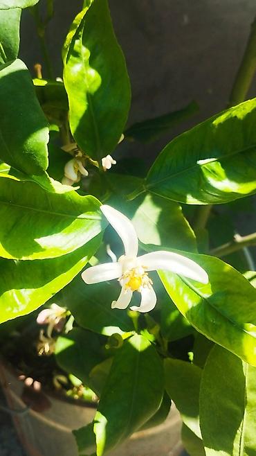 aci bibər: Saksıda ətirli limon ağacı (Citrus limon) – bol çiçəklidir. Məhsul — 3