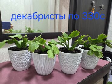 декоративные кусты: Декабристы (Schlumbergera) в декоративных горшках. -Продаю домашние