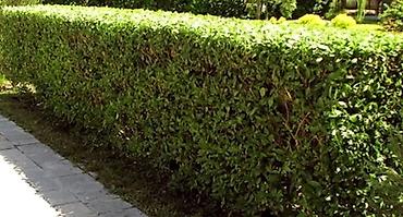 Другие услуги: Садовник! Стрижка изгороди! Улуги садовника. Наши услуги: Обработка — 7