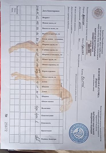 Баран, овца: Продаю | Овца (самка) | Арашан | Для разведения | Племенные — 1