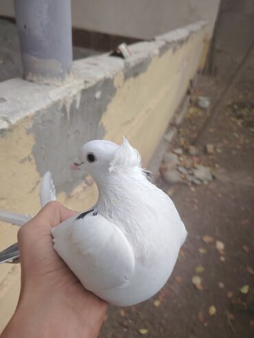 Göyərçinlər: Heyvanlarn hamsi tam saglamdi cut cutde satilir komda tek tekde — 10