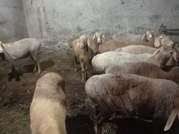стрижка для овец: Продаю | Овца (самка) | Арашан | Для разведения | Матка