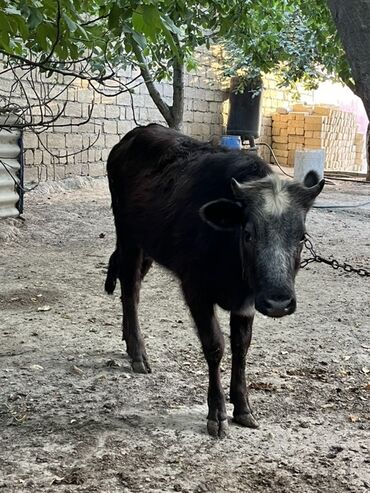 Inəklər, öküzlər: Dişi, il: 10, Damazlıq, Ünvandan götürmə