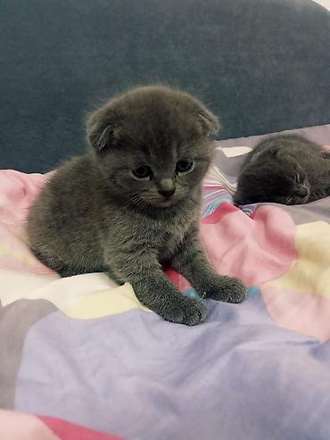 Продажа кошек: Скотиш Страйт (Шотландская прямоухая), 1 месяц, Мальчик, Голубой, Приучена к лотку — 7