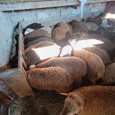 Qoyunlar, qoçlar: Salam aleyküm quzlar 220 mantdan 350 manata kimi qiymeti deyişir — 11