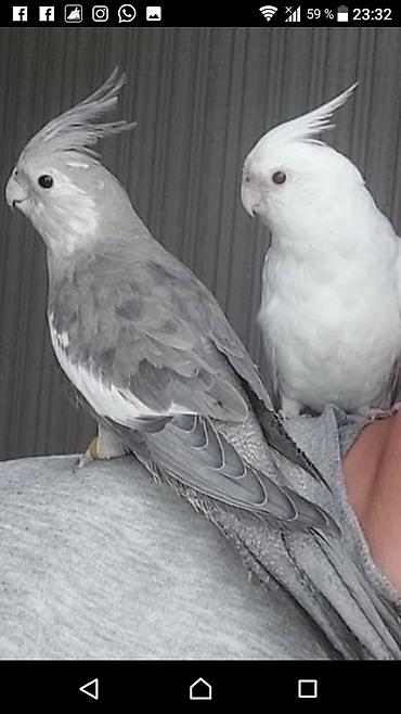 Tutuquşları: Yanaqsız karellalar var satışda 100-300 aznə qədər qiymət dəyişir bala -da lalafo.az — 6 Tutuquşları: Yanaqsız karellalar var satışda 100-300 aznə qədər qiymət dəyişir bala — 6