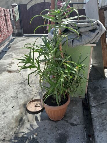 цитрусовые растения: Кара-Кулжа району