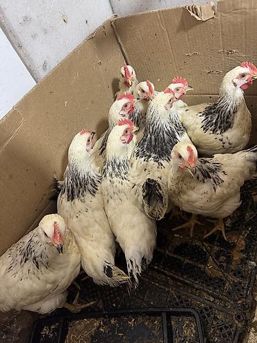 Птицы: Продаю цыплят — 3